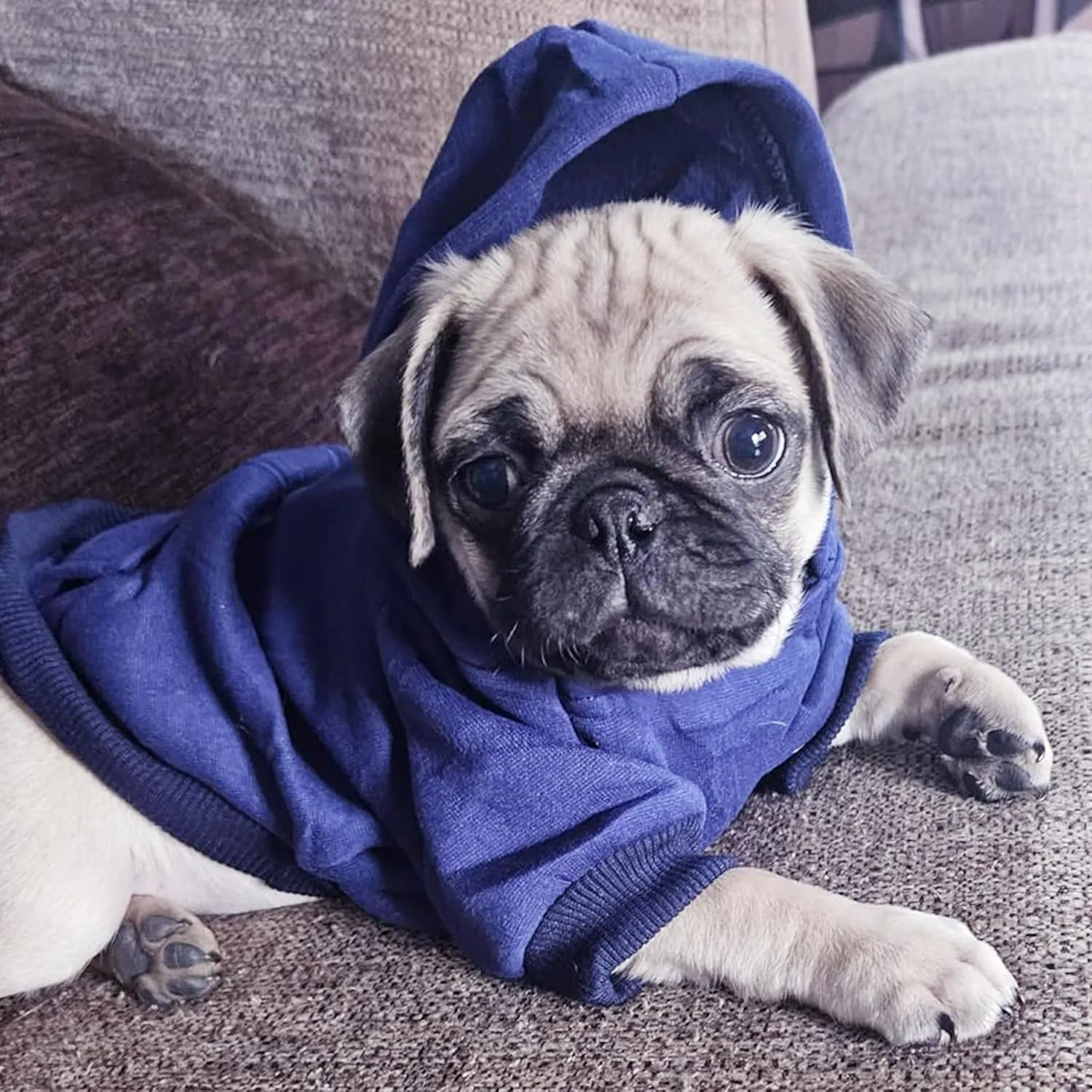 Jecikelon Winter Dog Hoodie Sweatshirts with Pockets Warm Dog Clothes for Small Dogs Chihuahua Coat Clothing Puppy Cat Custume (Navy, XX-Small)