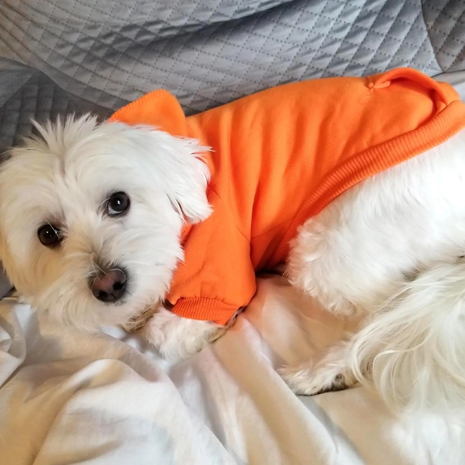 Jecikelon Winter Dog Hoodie Sweatshirts with Pockets Warm Dog Clothes for Small Dogs Chihuahua Coat Clothing Puppy Cat Custume (Orange, X-Large)